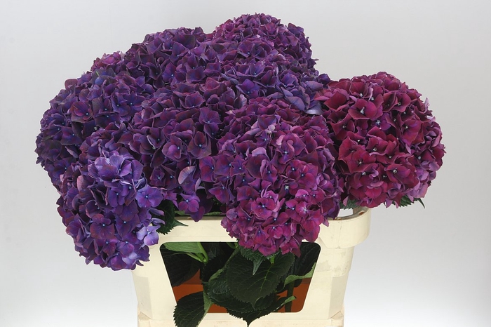 <h4>Hyd Ruby Aubergine</h4>