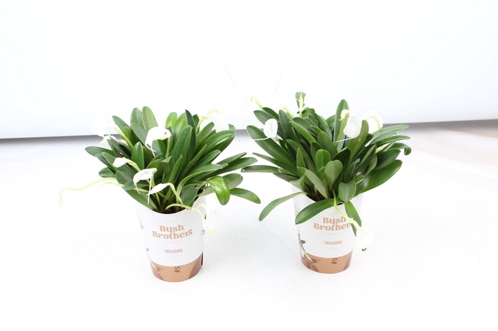 <h4>Masdevallia Tovarensis 9 cm</h4>