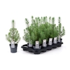 Pinus Silver Crest