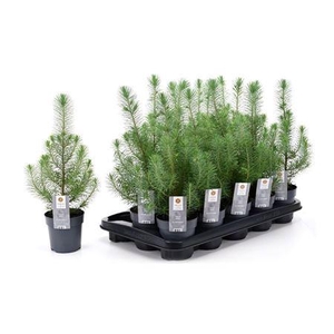Pinus Silver Crest