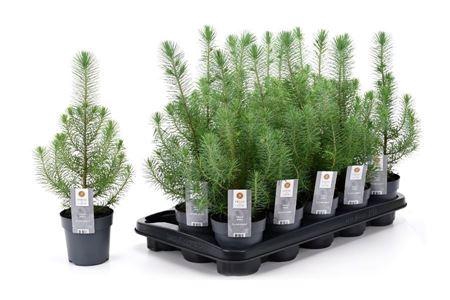 <h4>Pinus Silver Crest</h4>
