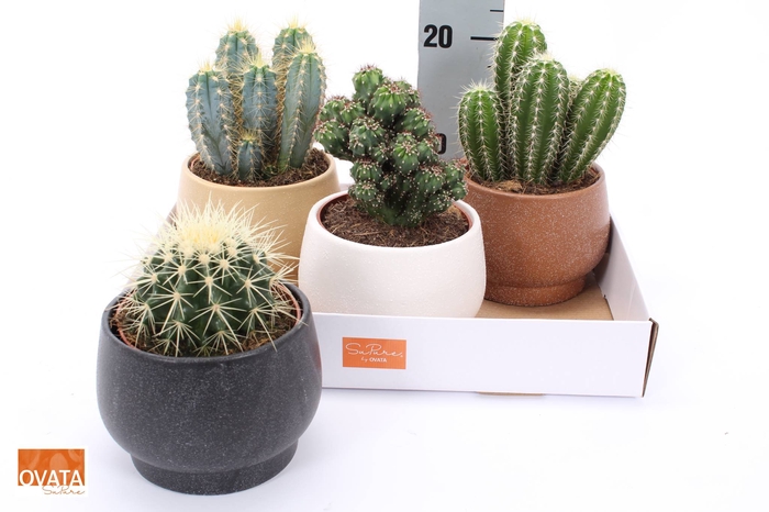 <h4>CACTUS GEM 4 SRT</h4>