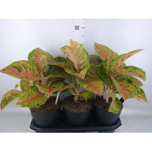 Aglaonema   ...
