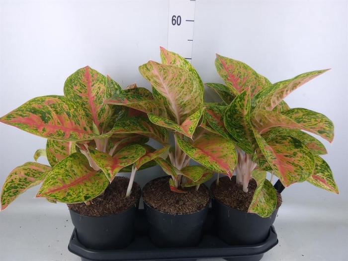 <h4>Aglaonema   ...</h4>