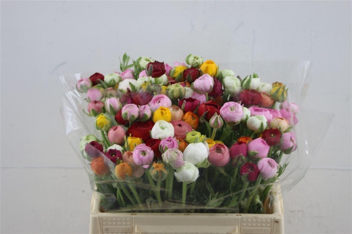 <h4>Ran El Mixed 35cm</h4>