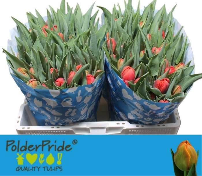 <h4>TU DU CORAL SUNSET</h4>