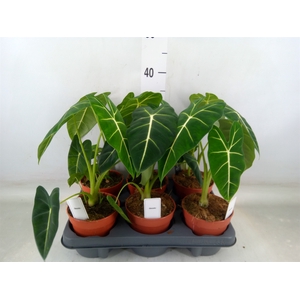 Alocasia   ...