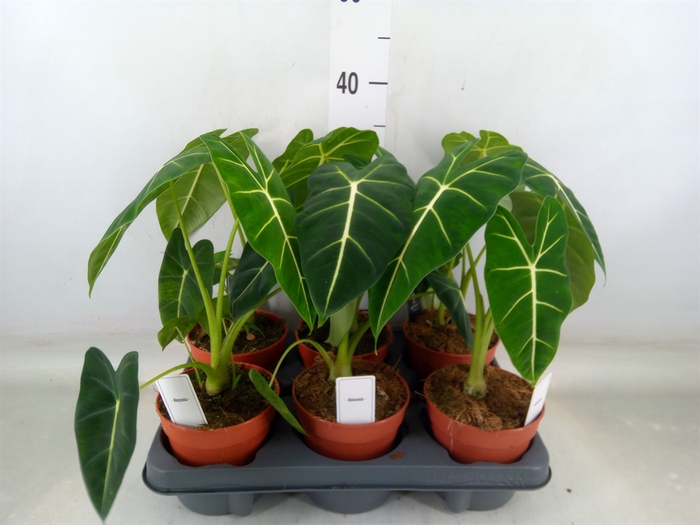 <h4>Alocasia   ...</h4>