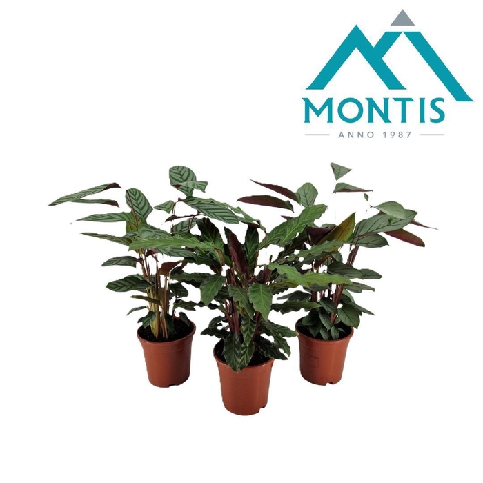 <h4>Calathea gemengd 3 soorten 17 cm</h4>