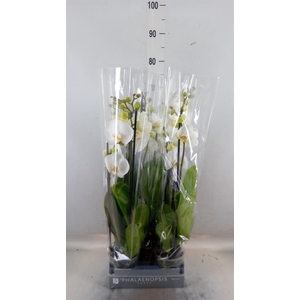 Phalaenopsis  'White World'