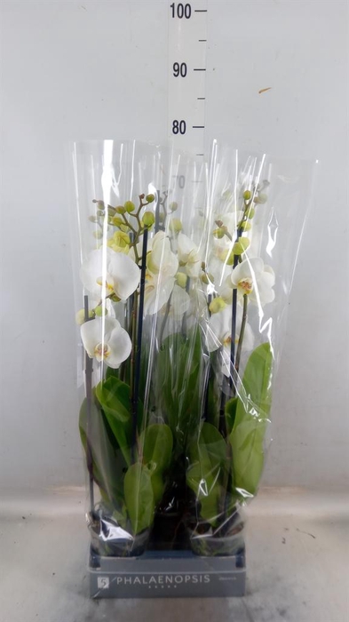 <h4>Phalaenopsis 'White World'</h4>