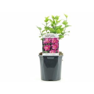 Hibiscus syr. Woodbridge