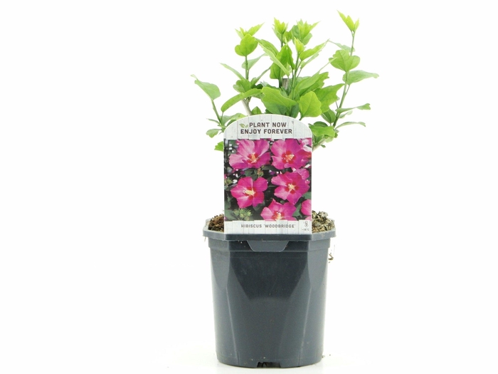 <h4>Hibiscus syr. Woodbridge</h4>