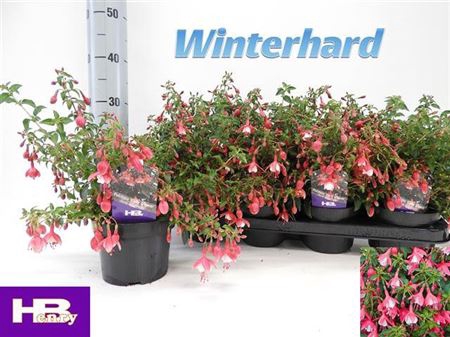 Fuchsia Lady Thumb
