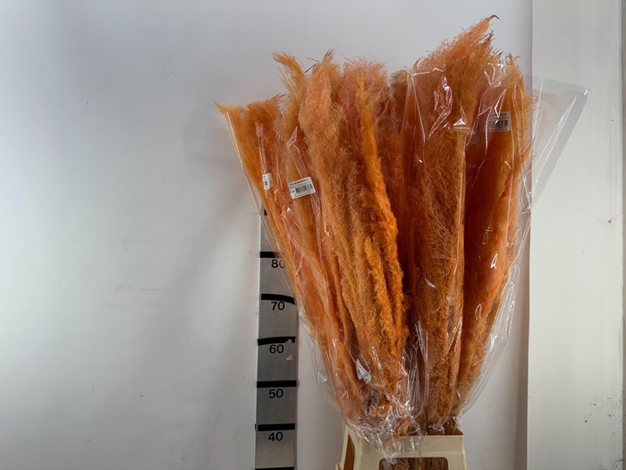 <h4>HUIS EN TUINDECO H%</h4>