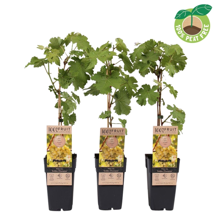 <h4>Vitis Golden Champion</h4>