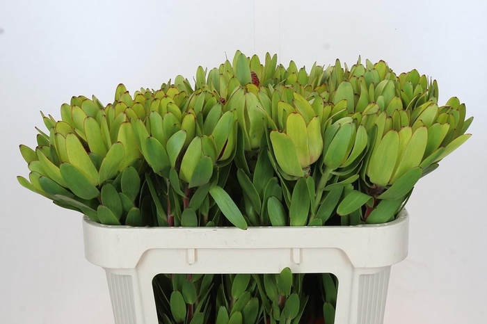 <h4>LEUCAD ROSETTE</h4>