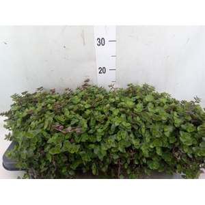 Callisia repens