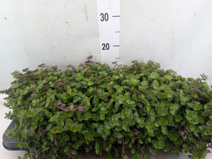<h4>Callisia repens</h4>