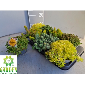 SEDUM GEM