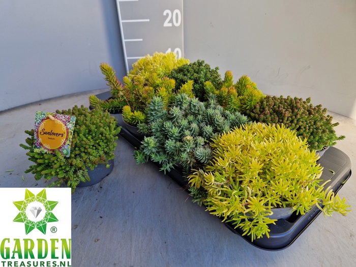 <h4>SEDUM GEM</h4>