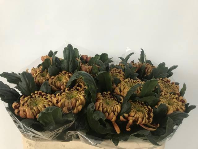 <h4>CHR G FUEGO RED</h4>