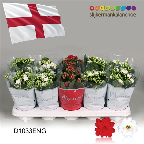 <h4>Kalanchoe Moments - England flag</h4>