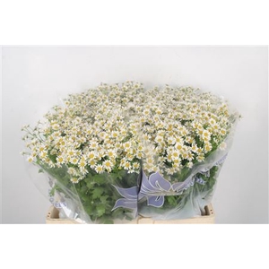 Tanacetum Single Vegmo