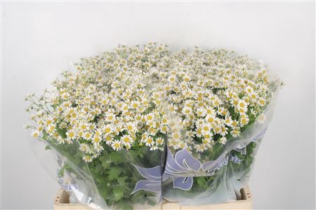 <h4>Tanacetum Single Vegmo</h4>