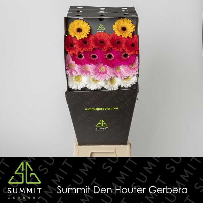 <h4>Germini Mix Diamond</h4>