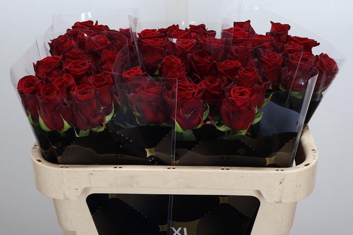 <h4>R Gr Red Naomi!</h4>