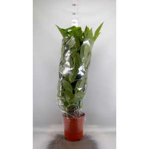Schefflera actin. 'Amate'