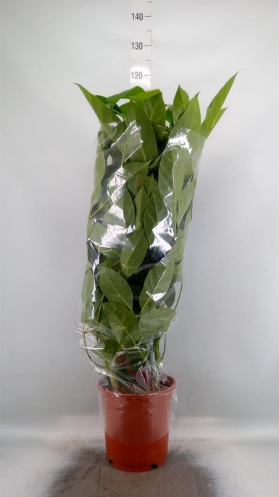 <h4>Schefflera actin. 'Amate'</h4>