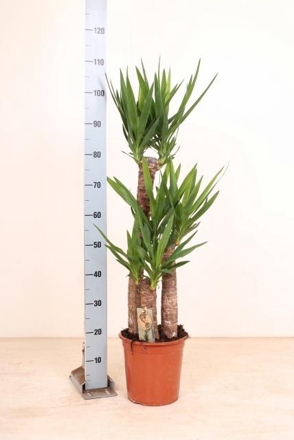 <h4>YUCCA</h4>