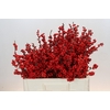 Ilex Rood