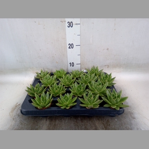 Echeveria  'Miranda'