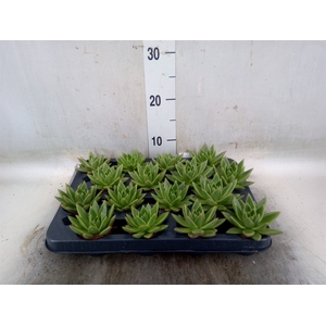 Echeveria  'Miranda'