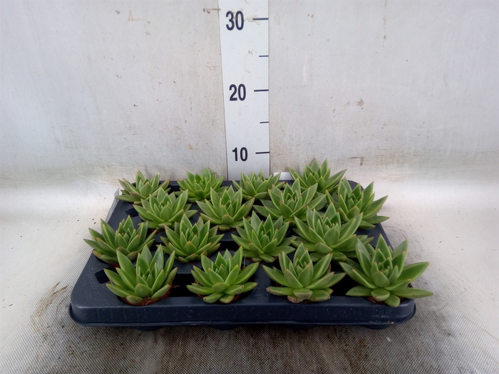 <h4>Echeveria  'Miranda'</h4>