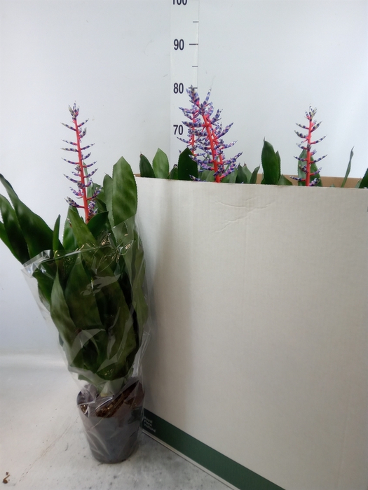 <h4>Aechmea  'Blue Rain'</h4>