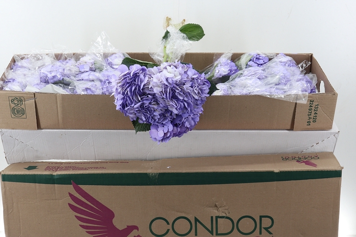 <h4>Hydr Lavendel Tinted Sel Box</h4>