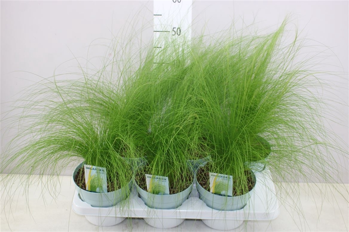 Stipa Te Cg Pony Tail