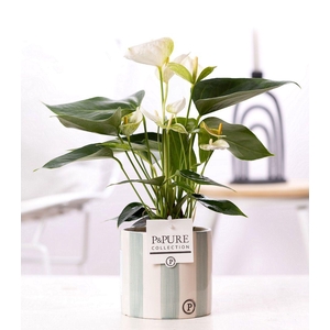 Anthurium white (Elido) in P&PURE Eline cer. green