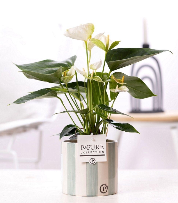 <h4>Anthurium white (Elido) in P&PURE Eline 2 cer. green</h4>