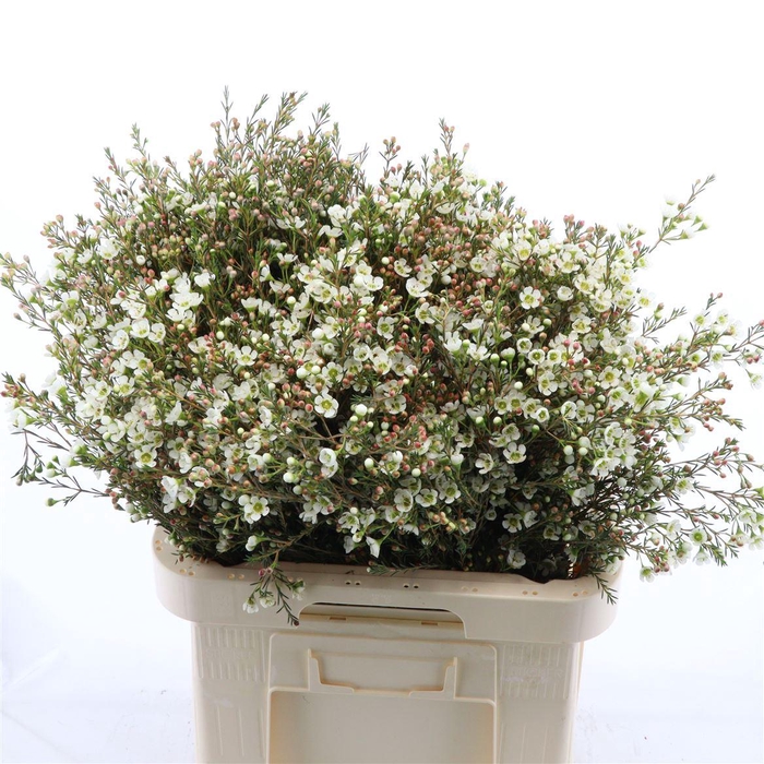 <h4>Chamelaucium Sirius</h4>