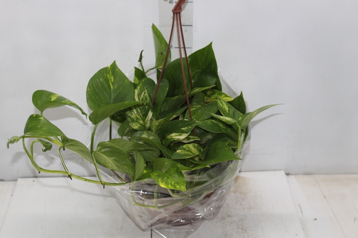 <h4>JIBOIA VERDE C21 PENDENTE</h4>
