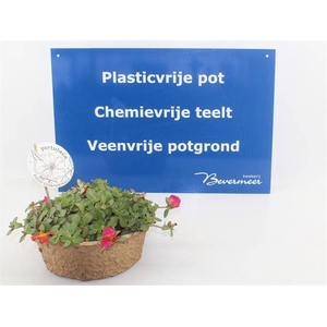 PORT GEM IN POT