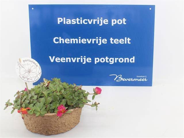 <h4>PORT GEM IN POT</h4>
