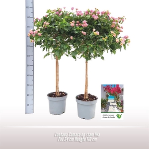 Lantana Camara op stam lila