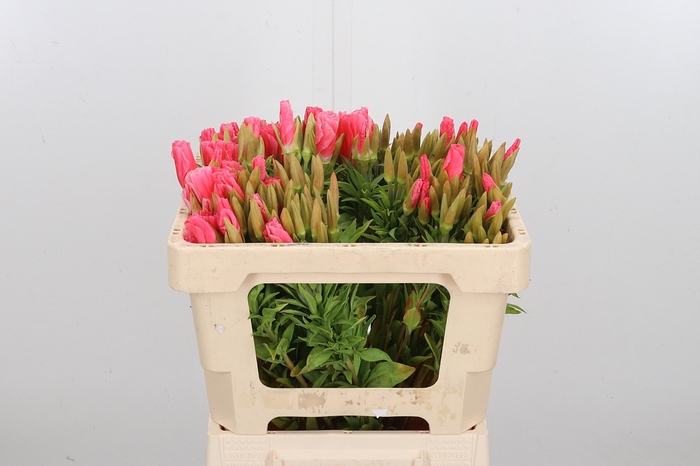 <h4>Godetia Salmon</h4>
