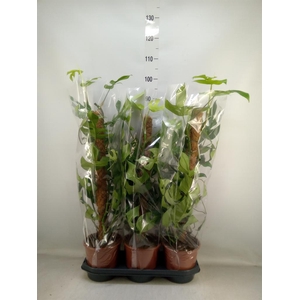 Monstera delic. 'Piccolo'